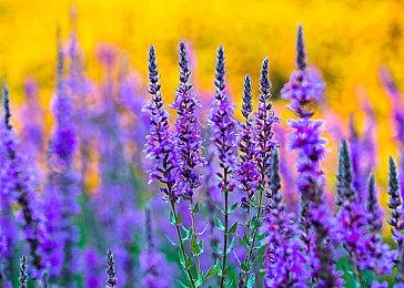 《生化危机9》TGS未证实里昂参战 制作人回应传闻并阐述新作定位